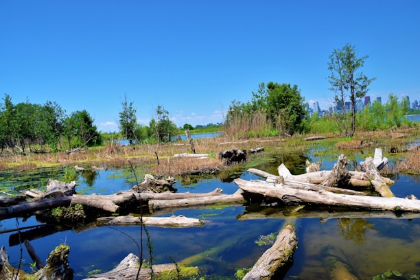 A vibrant wetland scene with scattered logs and branches partially submerged in clear, reflective water. The area is surrounded by lush greenery and tall grasses, with a backdrop of a clear blue sky. The distant city skyline is visible on the horizon, creating a contrast between nature and urban life.