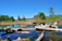 A vibrant wetland scene with scattered logs and branches partially submerged in clear, reflective water. The area is surrounded by lush greenery and tall grasses, with a backdrop of a clear blue sky. The distant city skyline is visible on the horizon, creating a contrast between nature and urban life.