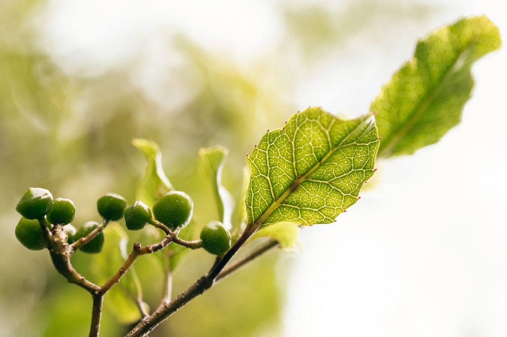 close up of a plant