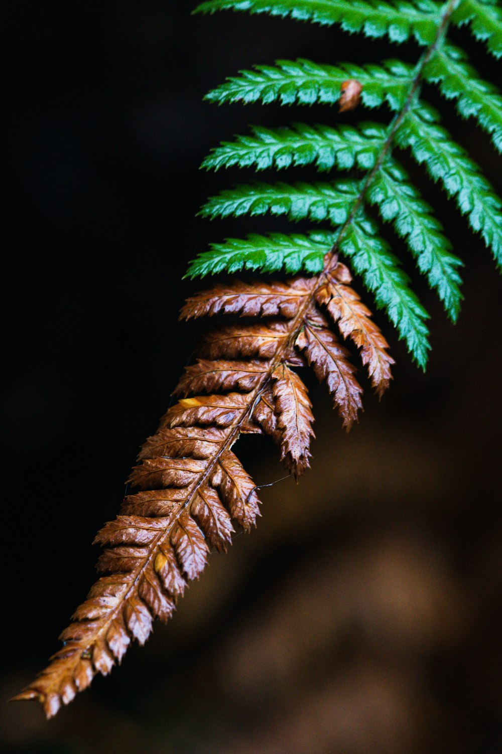 a tree branch with leaves