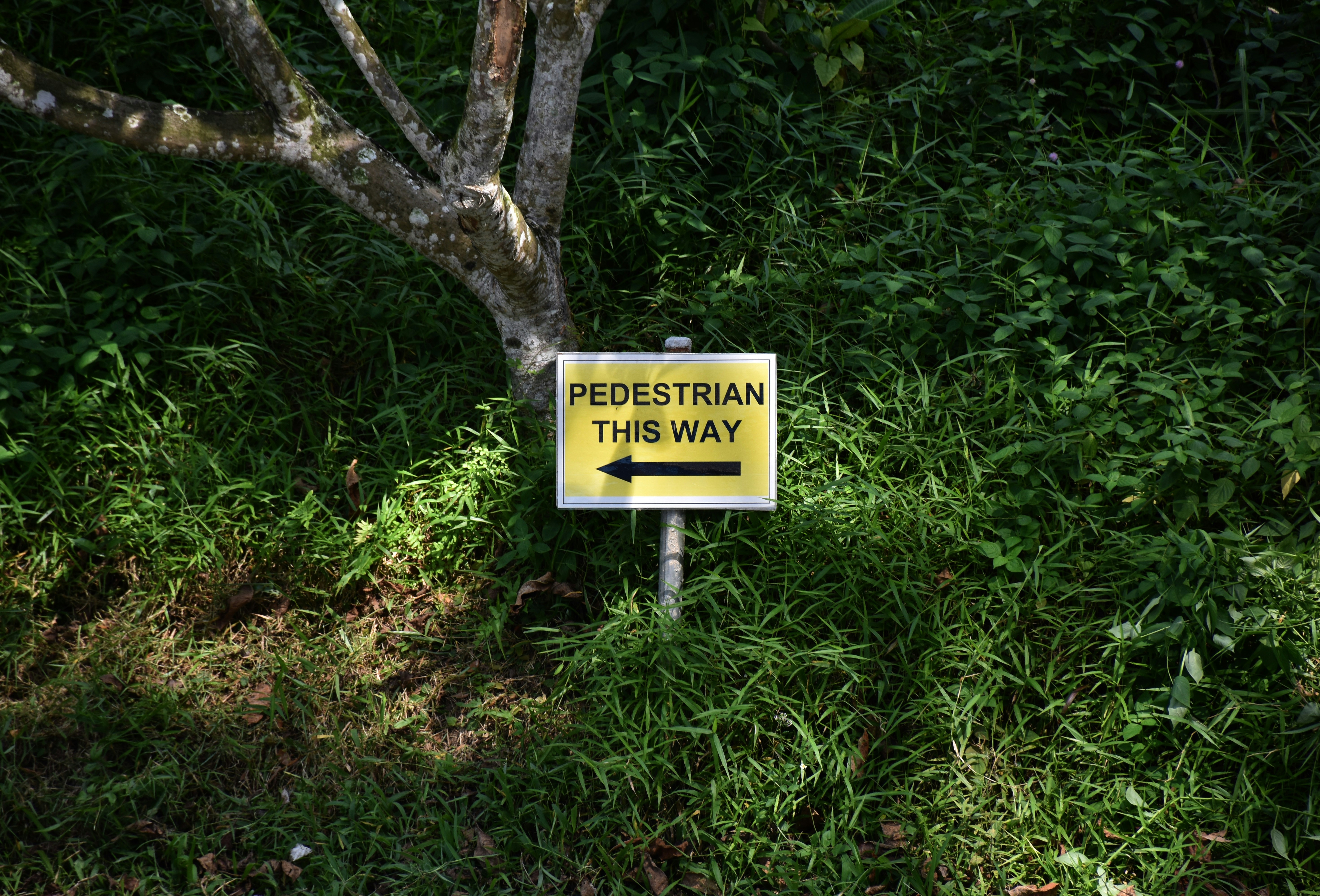 a yellow sign in the woods