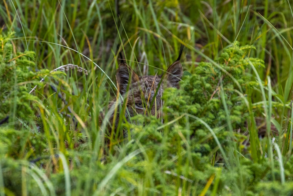 a dog in the grass