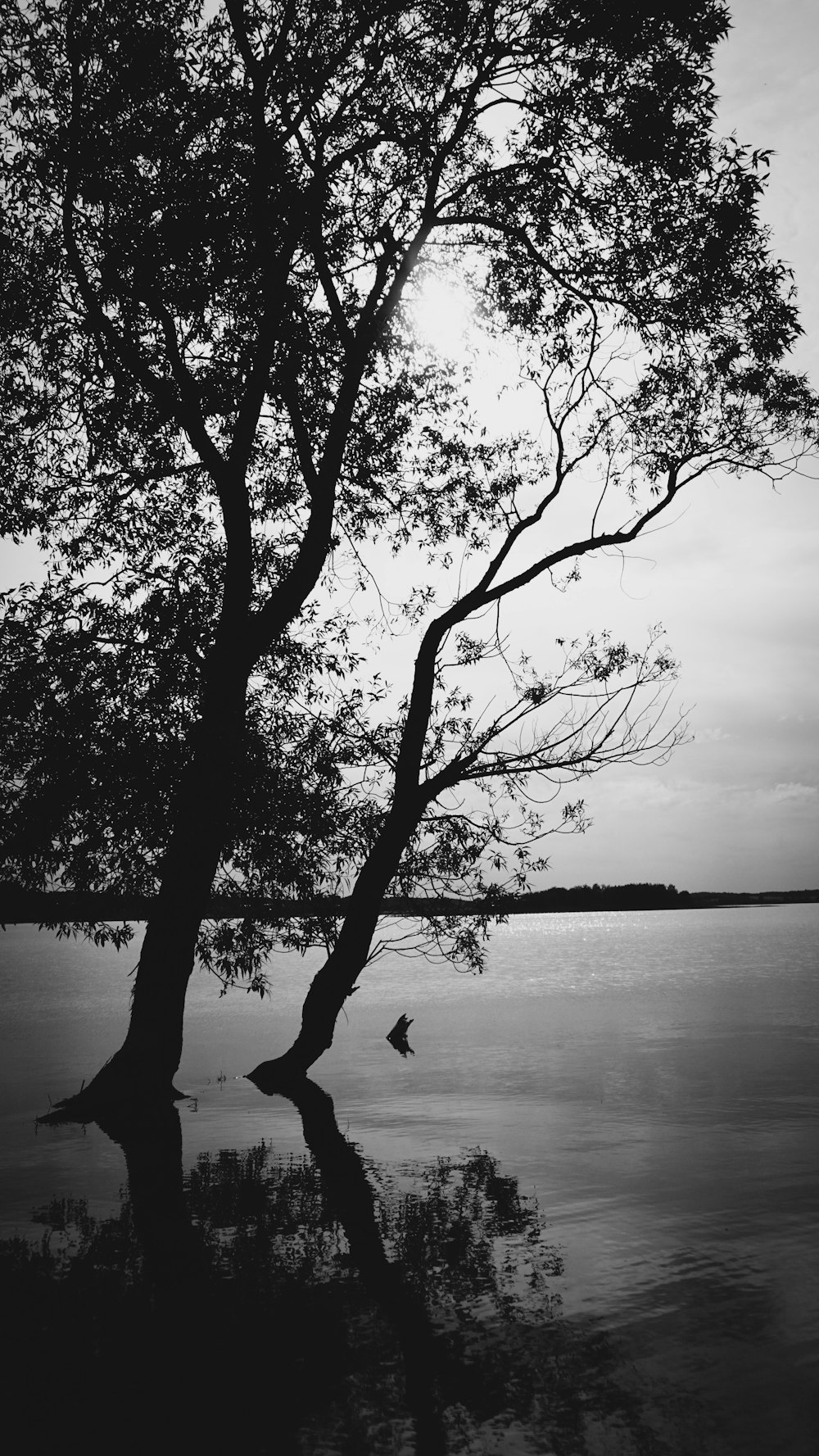 a tree in a lake