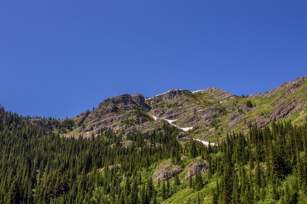 a mountain with trees on it