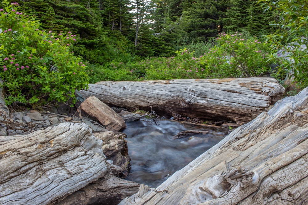 a stream with logs and trees