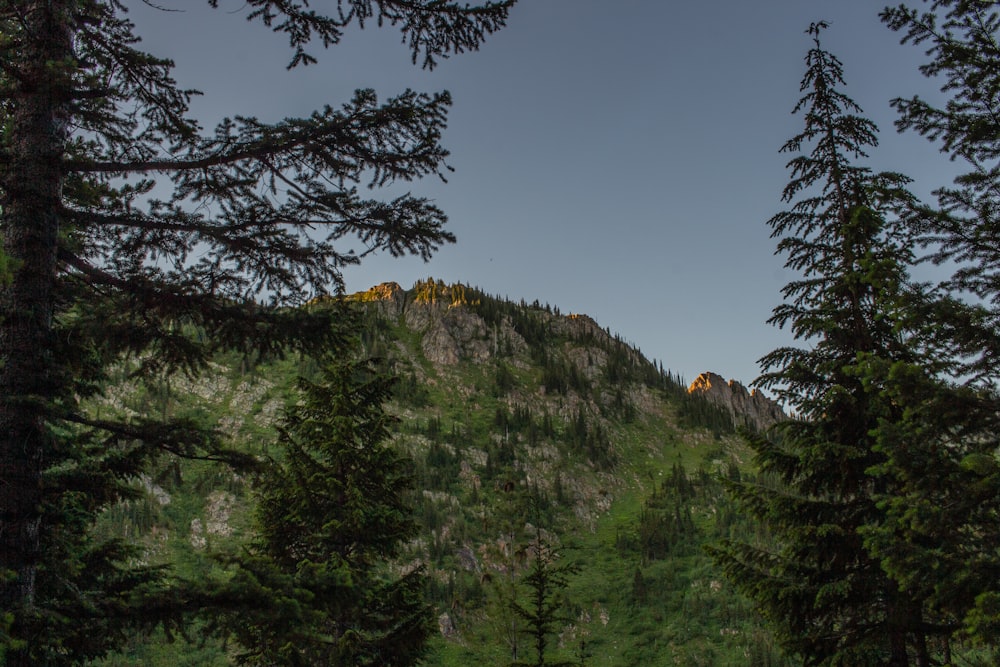 a mountain with trees on it