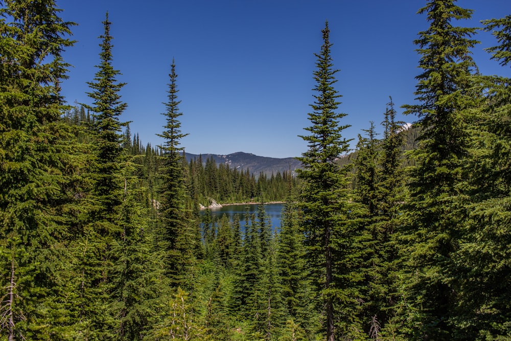 a lake surrounded by trees