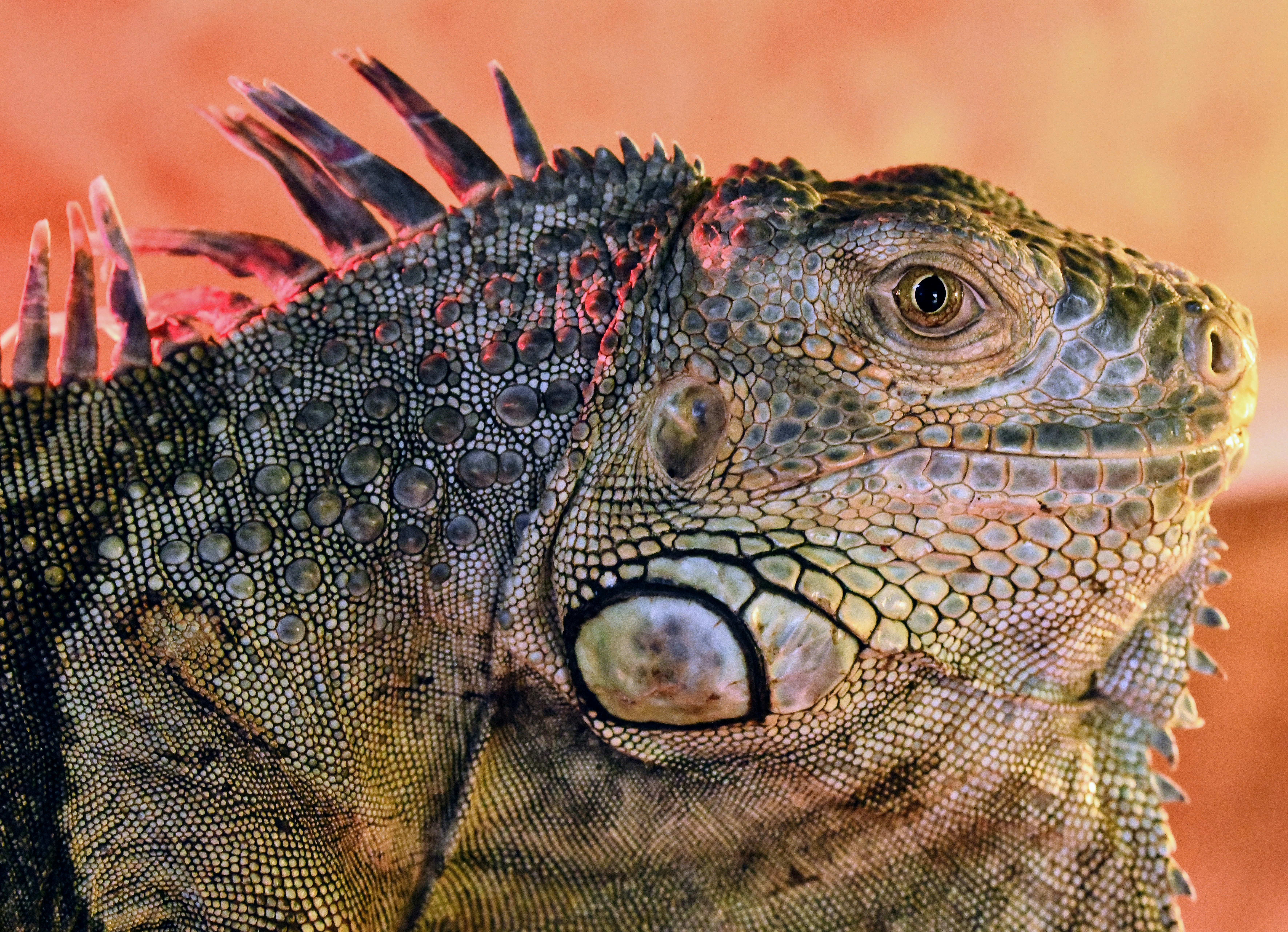 Adult iguana basking