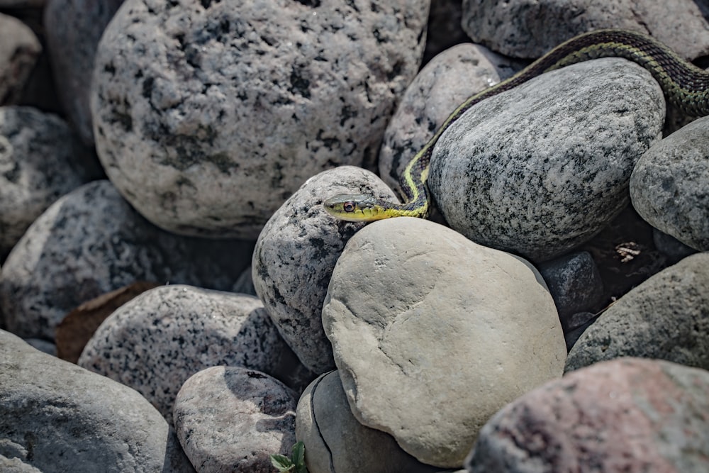 a snake on rocks