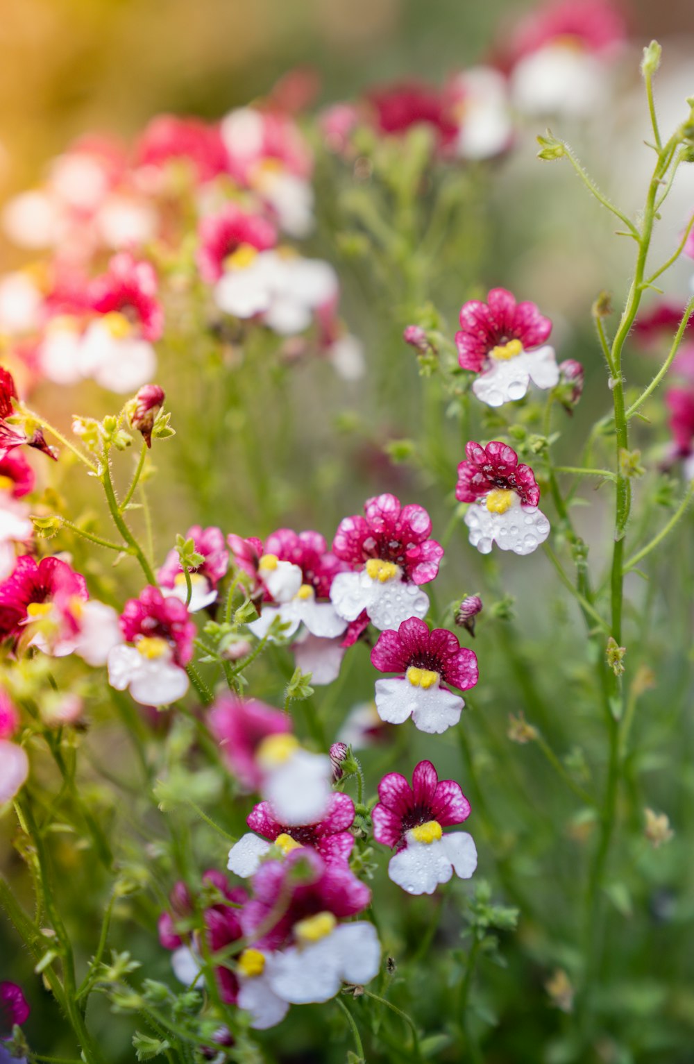 a close up of flowers