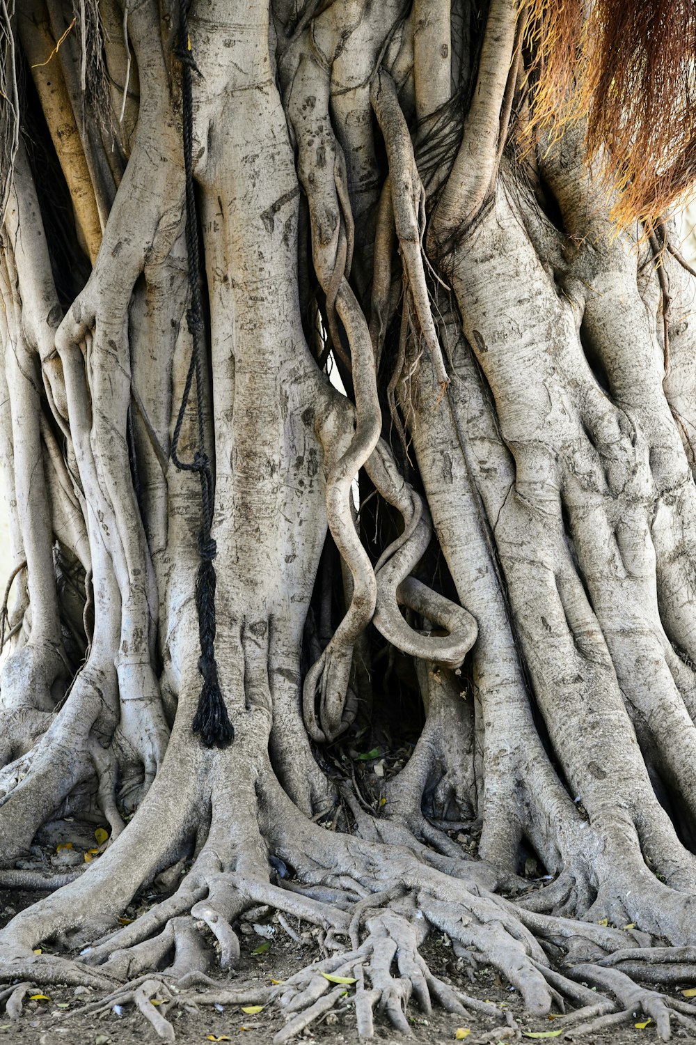 a close-up of a tree trunk