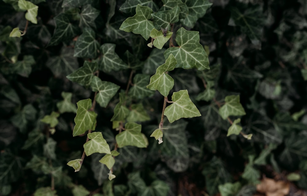 a group of green leaves