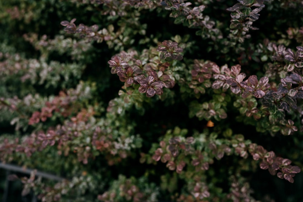 a close up of some flowers