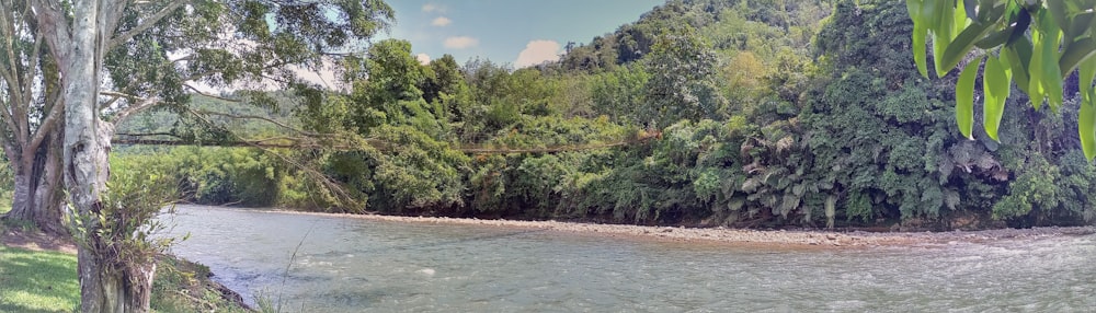 a river with trees on the side