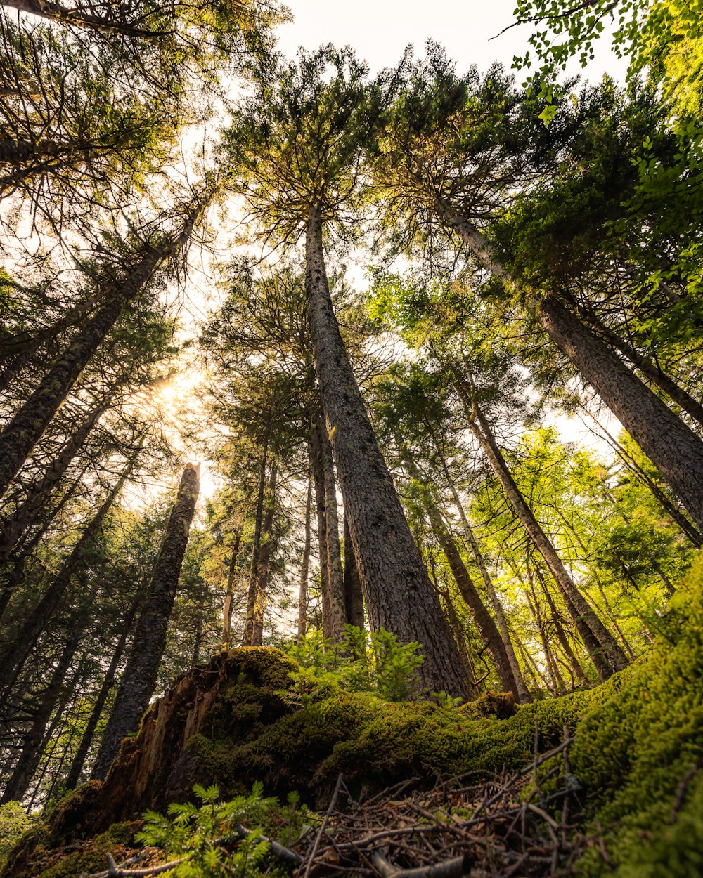 a forest of tall trees