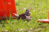 A bird with brown feathers and distinctive black and white neck bands is nestled among green grass and wildflowers. The bird is flanked by two orange traffic cones, creating a juxtaposition of nature and man-made objects.