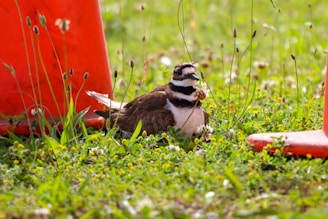 A bird with brown feathers and distinctive black and white neck bands is nestled among green grass and wildflowers. The bird is flanked by two orange traffic cones, creating a juxtaposition of nature and man-made objects.