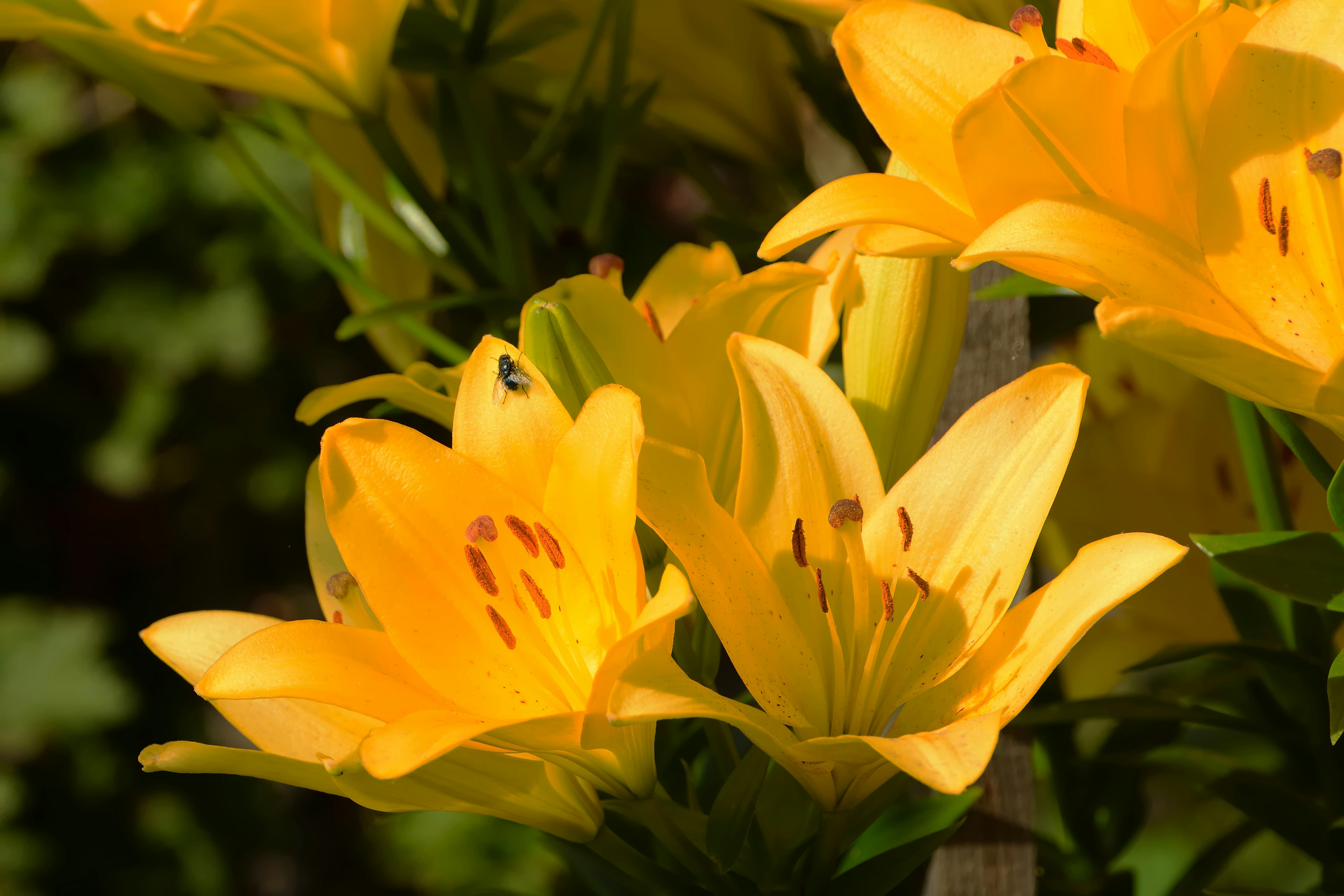 Unsplashで見つけるシベリアの無料写真