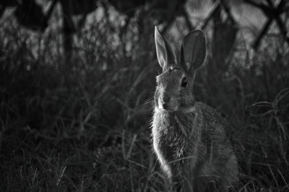 a rabbit in the grass