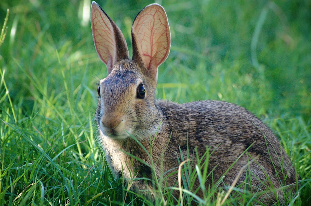 a rabbit in the grass