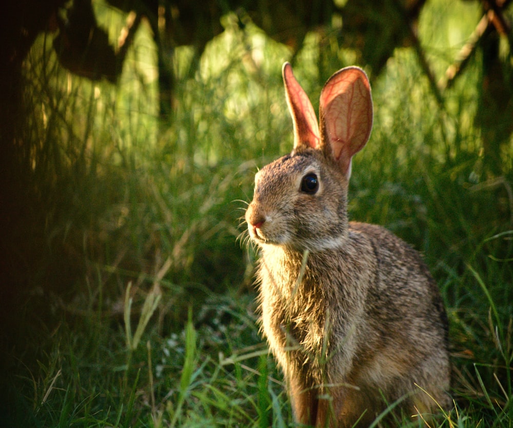 a rabbit in the grass