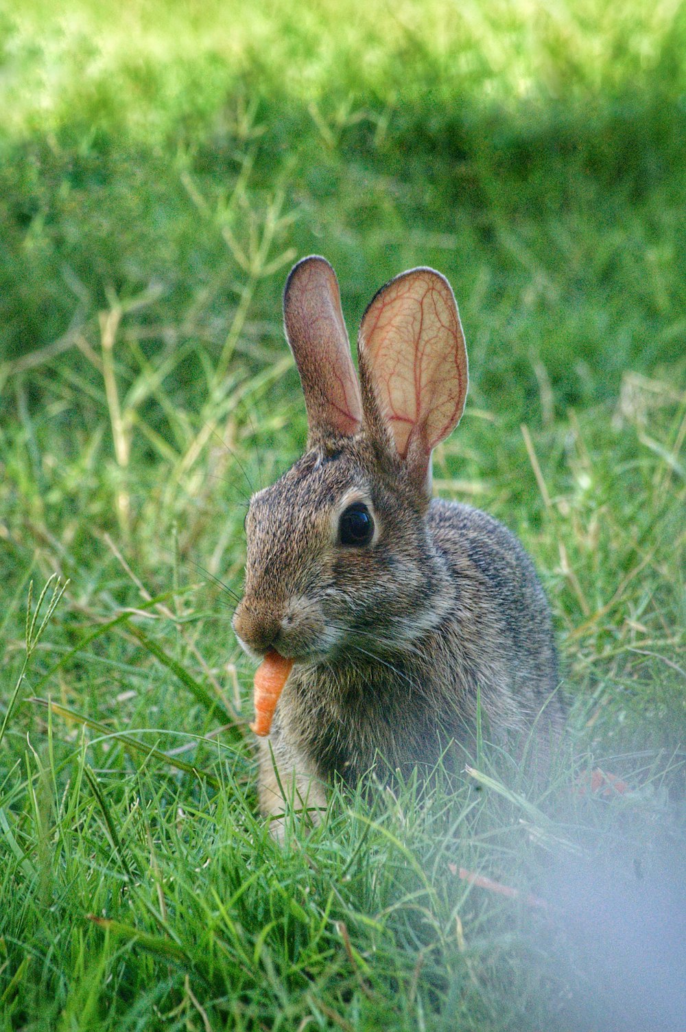 a rabbit eating a carrot