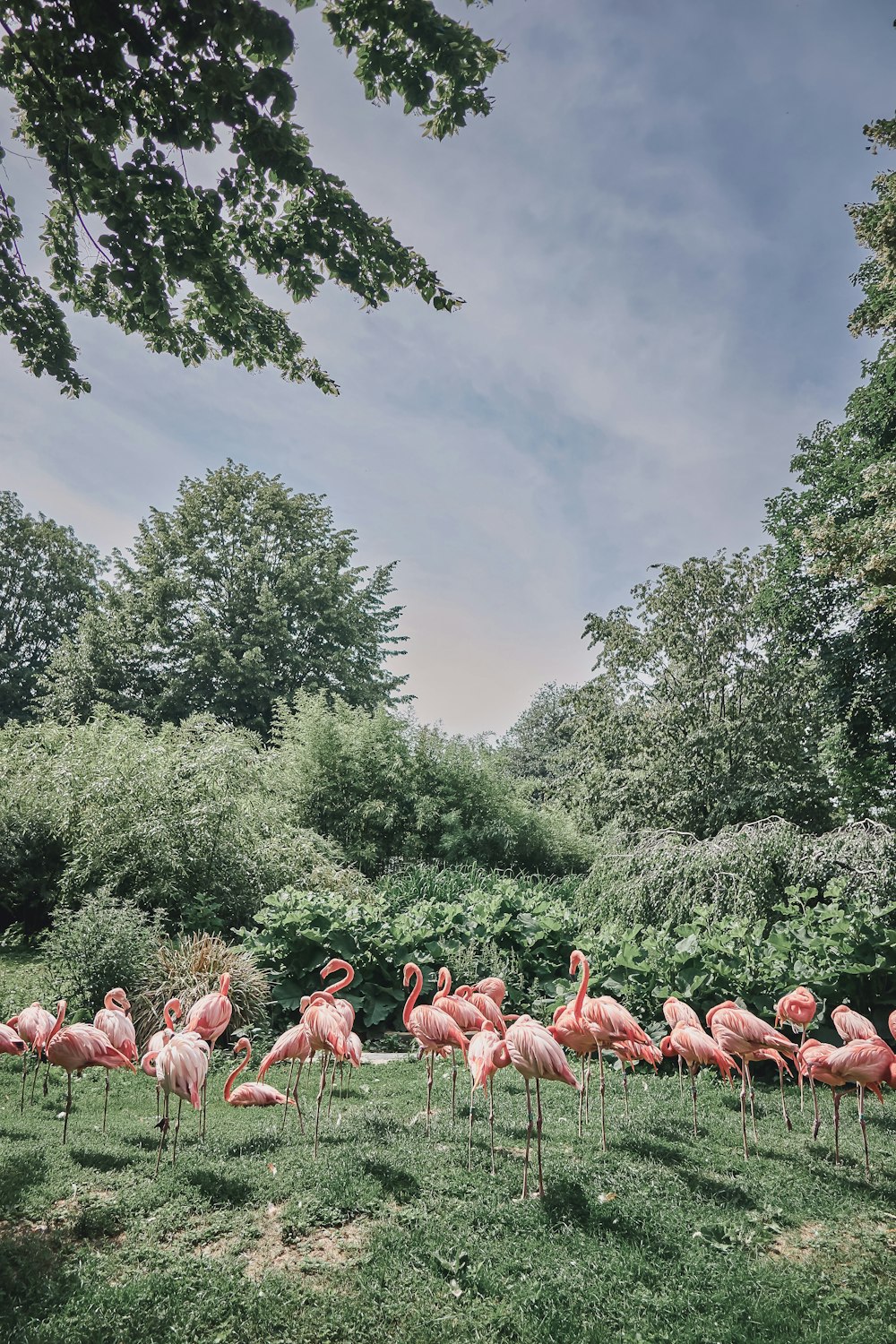 a group of flamingos in a field