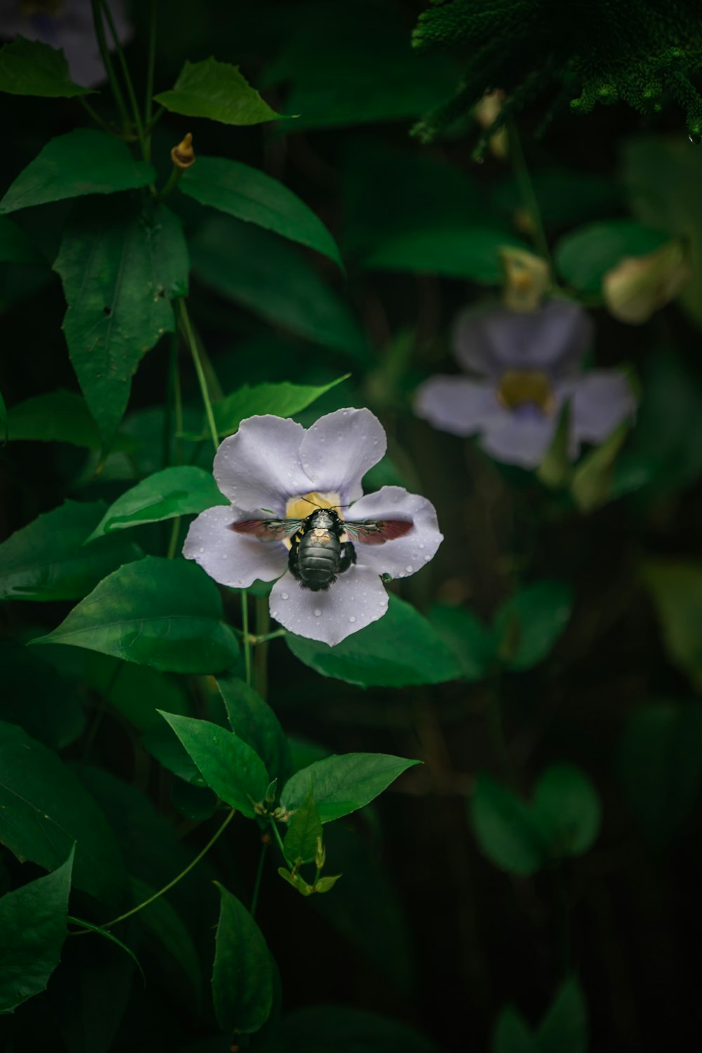 a white flower on a plant