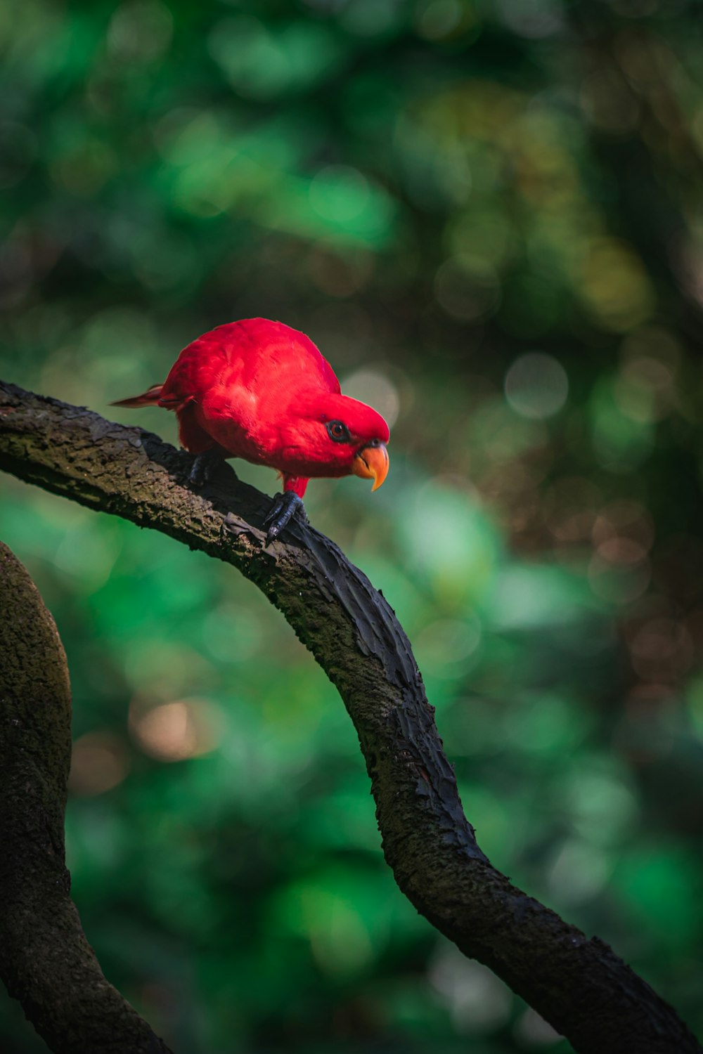 a red bird on a branch