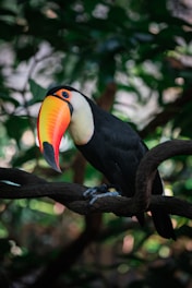 a bird on a branch