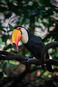 a bird on a branch