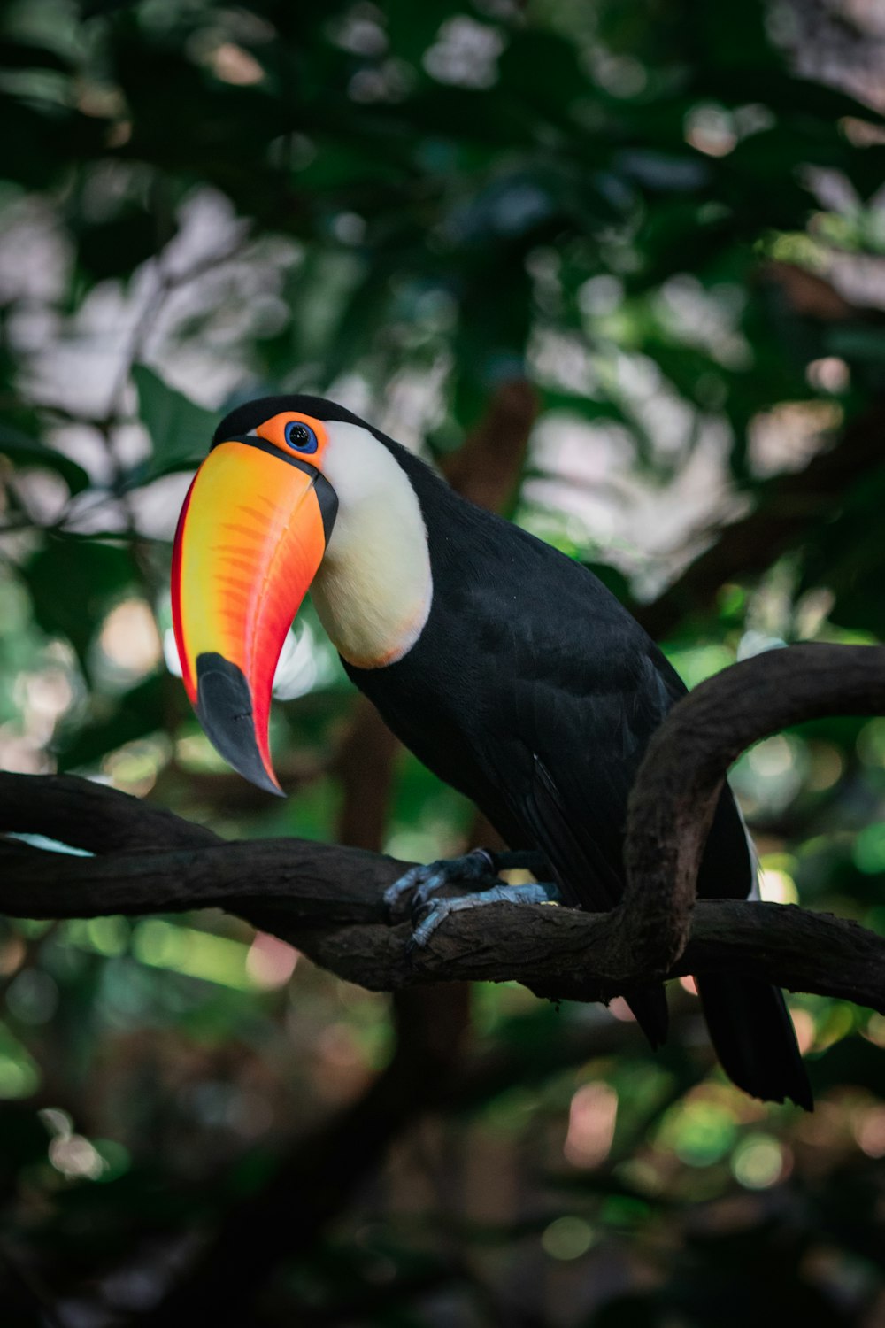 a bird on a branch