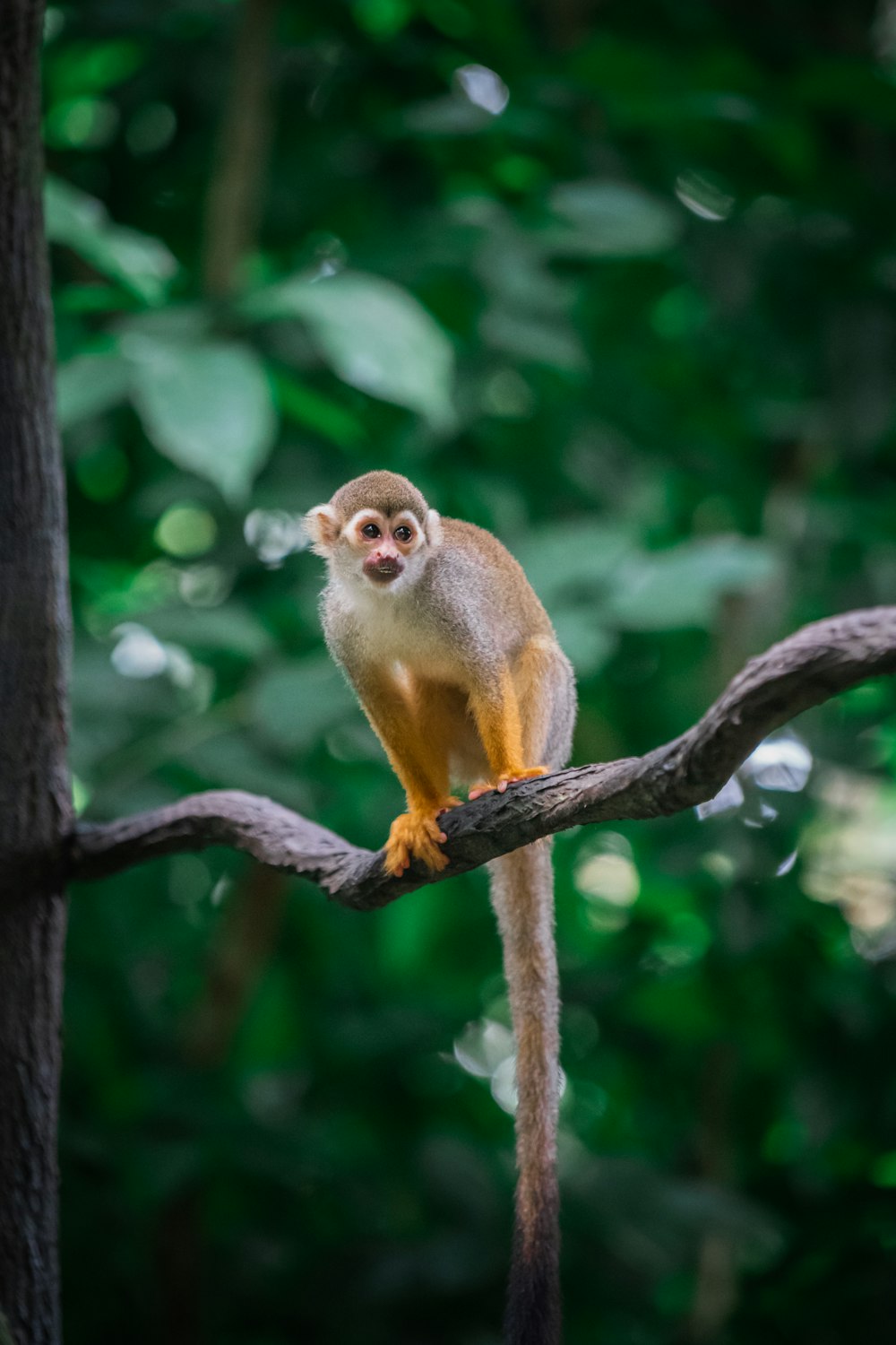 a monkey sitting on a branch