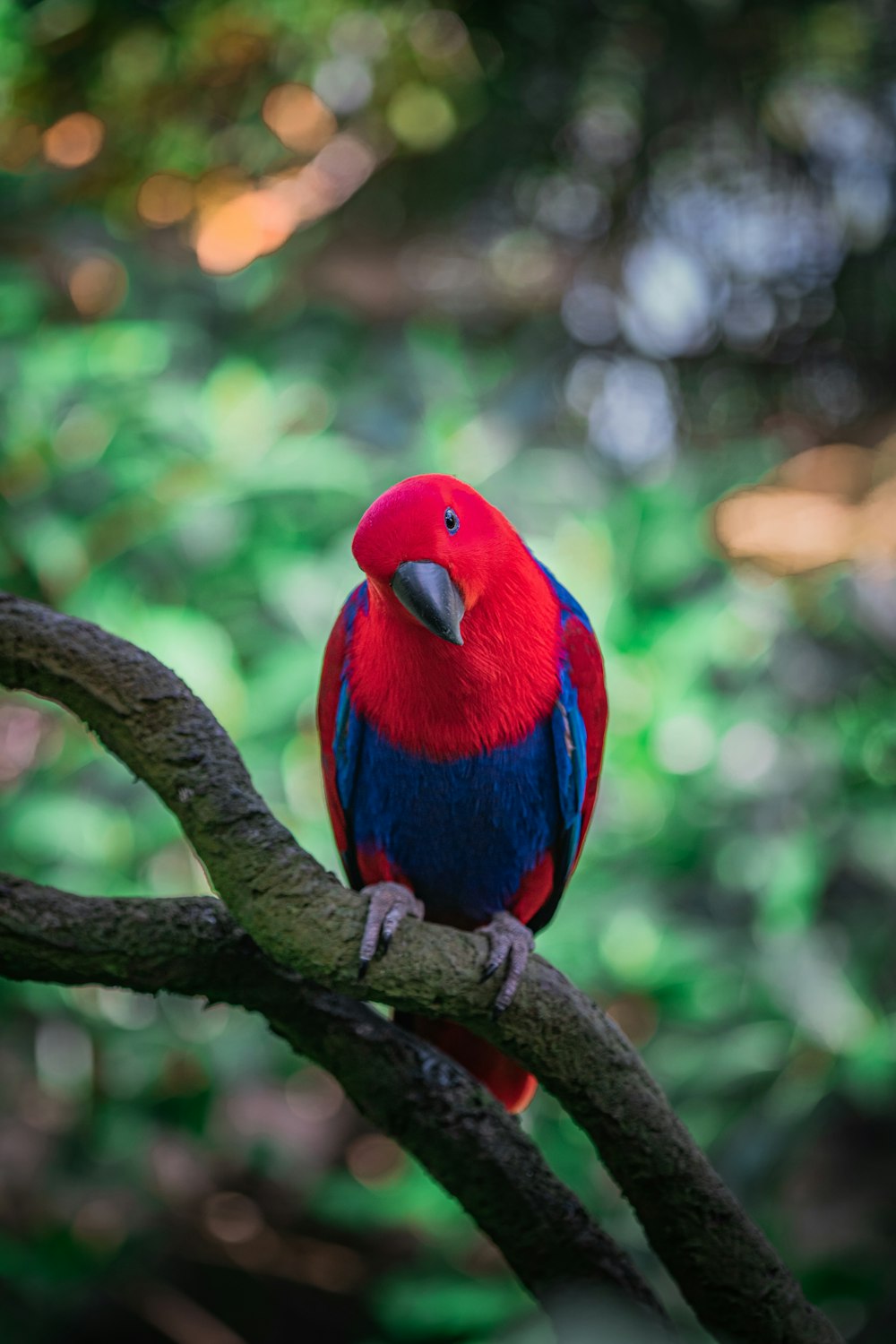 a red and blue bird on a tree branch