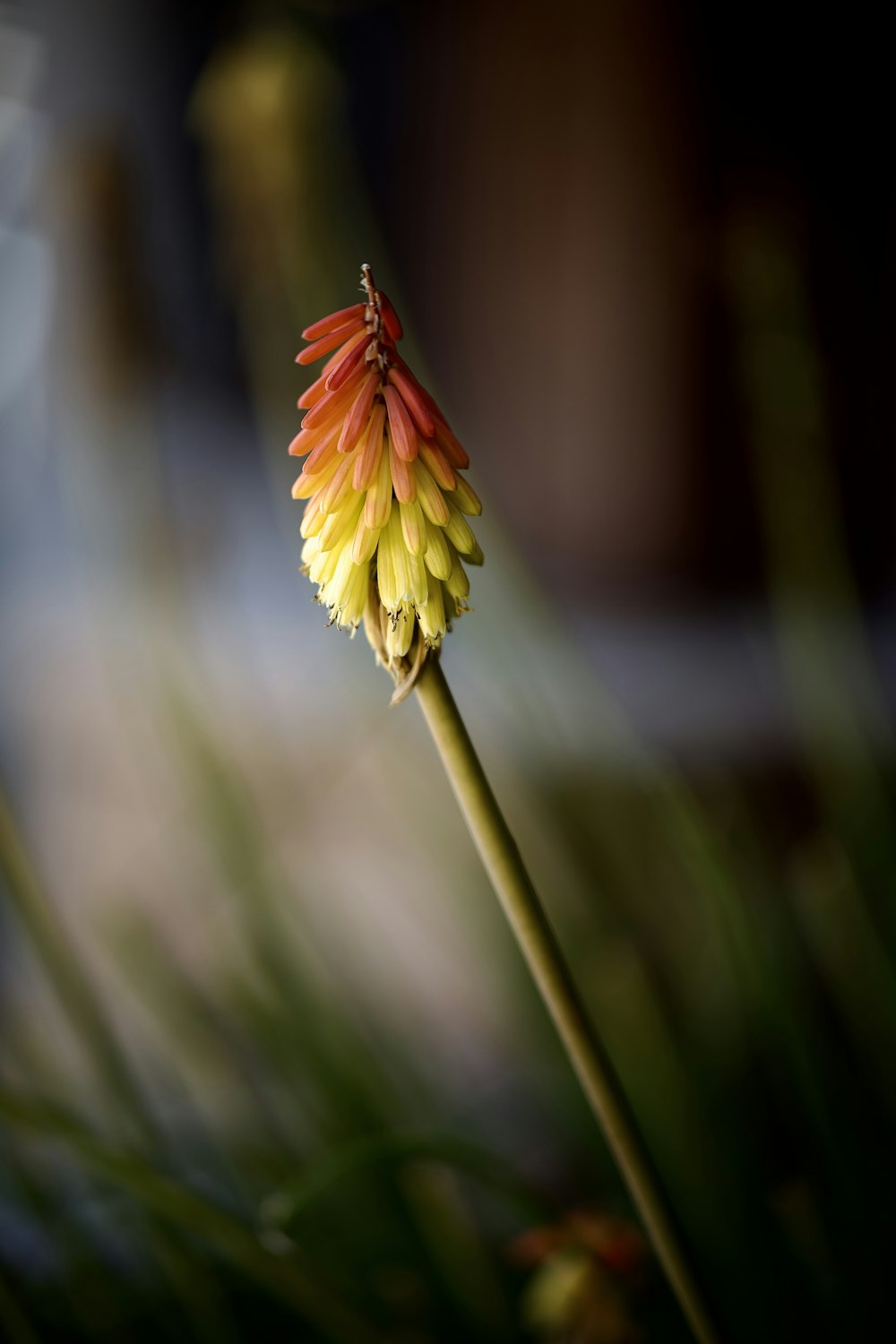 a close up of a flower