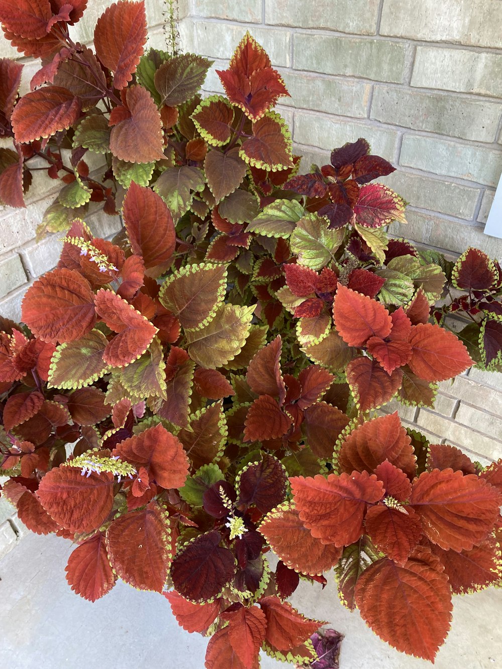 a group of colorful flowers