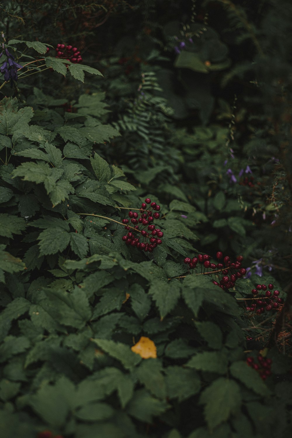 a bush with berries and leaves