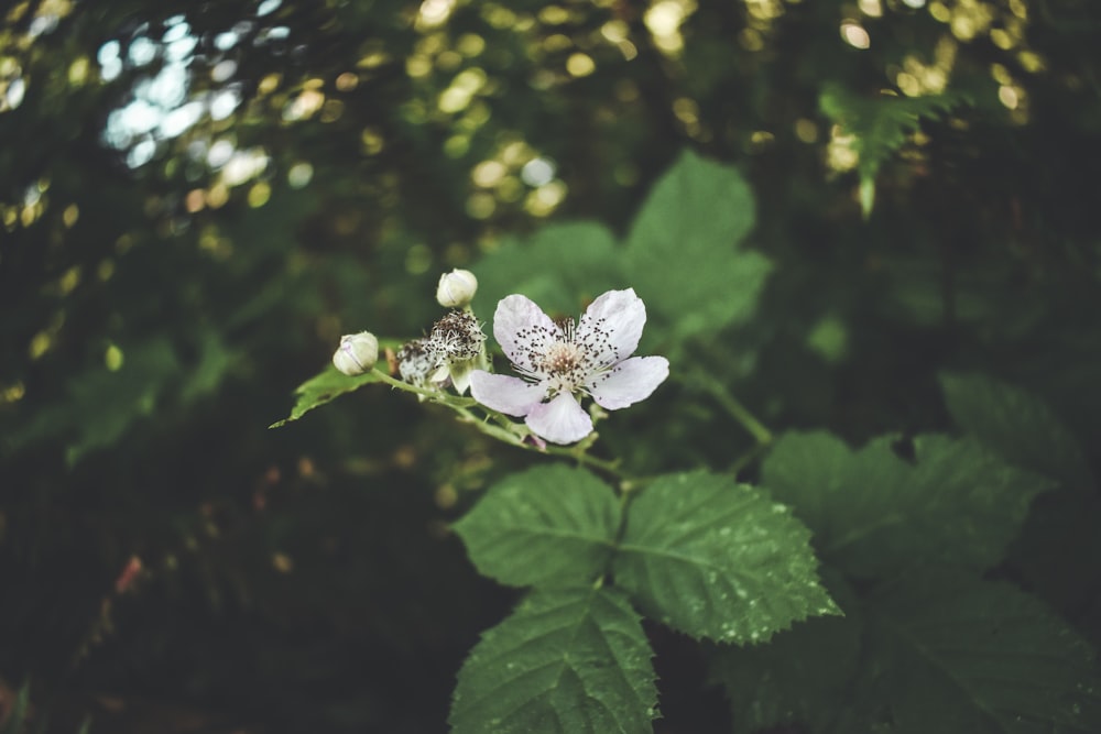 a white flower with green leaves