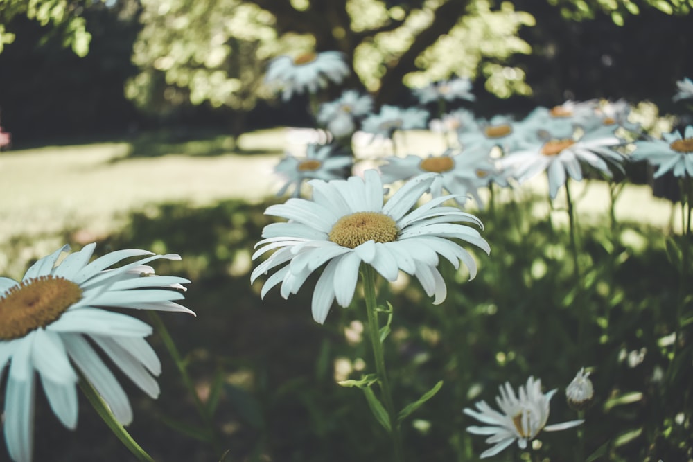 a group of white flowers