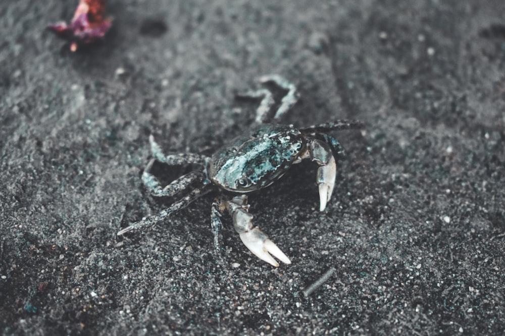 a crab on the ground