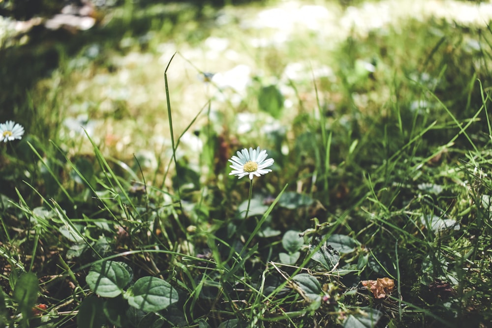 a flower in a field