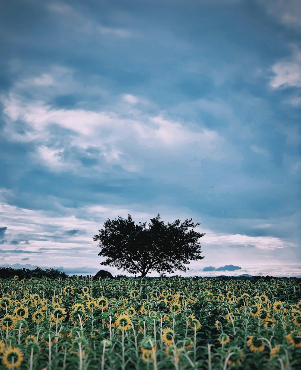 a tree in a field of flowers