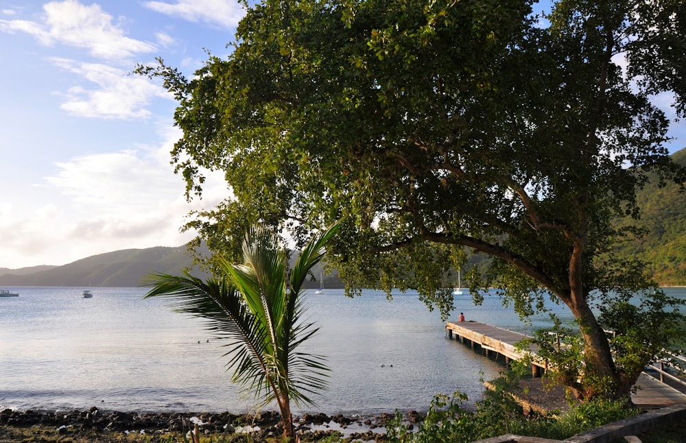 a tree next to a body of water