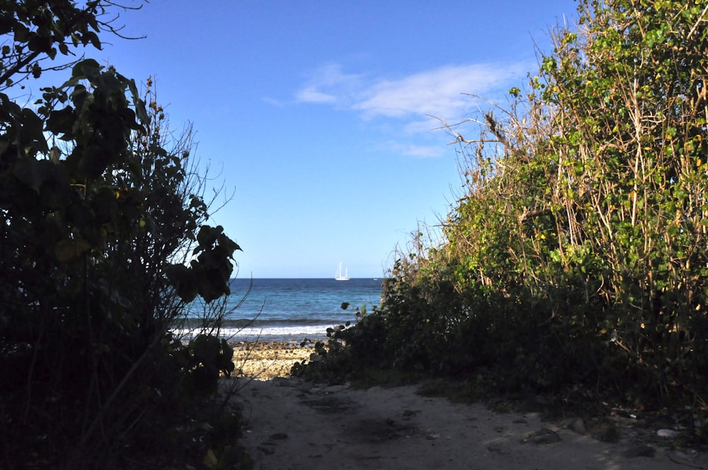 a path leading to a beach