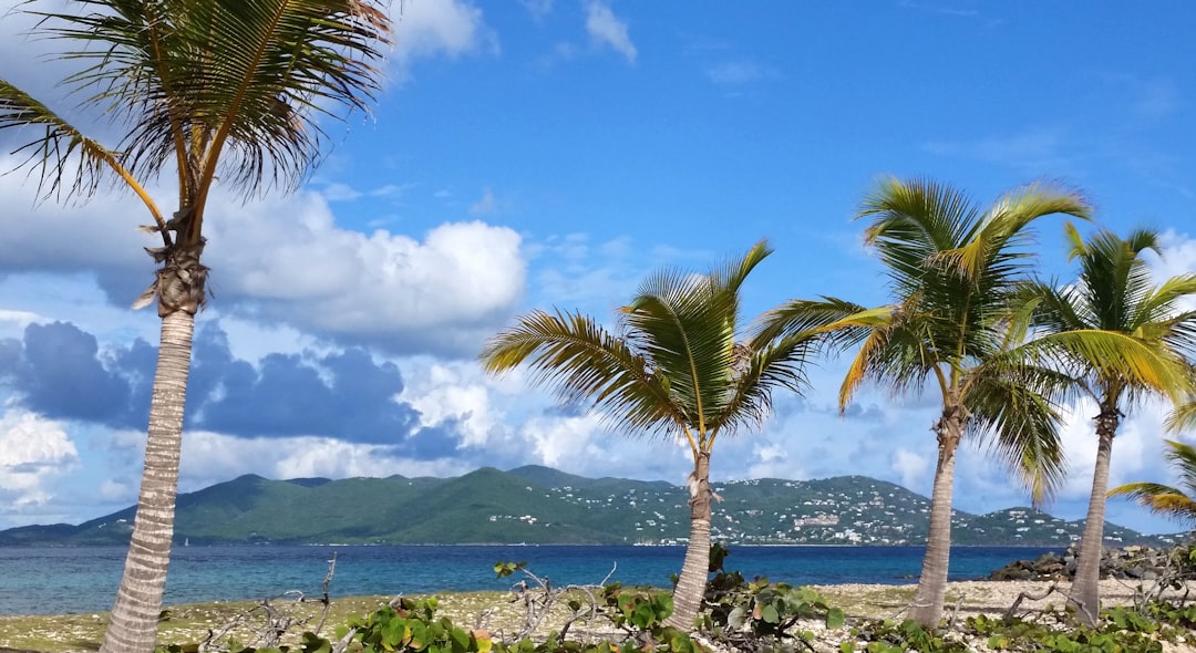 palm trees on a beach,