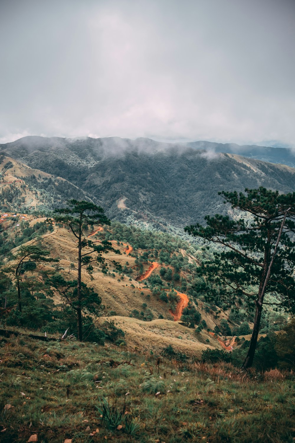 a landscape with trees and hills