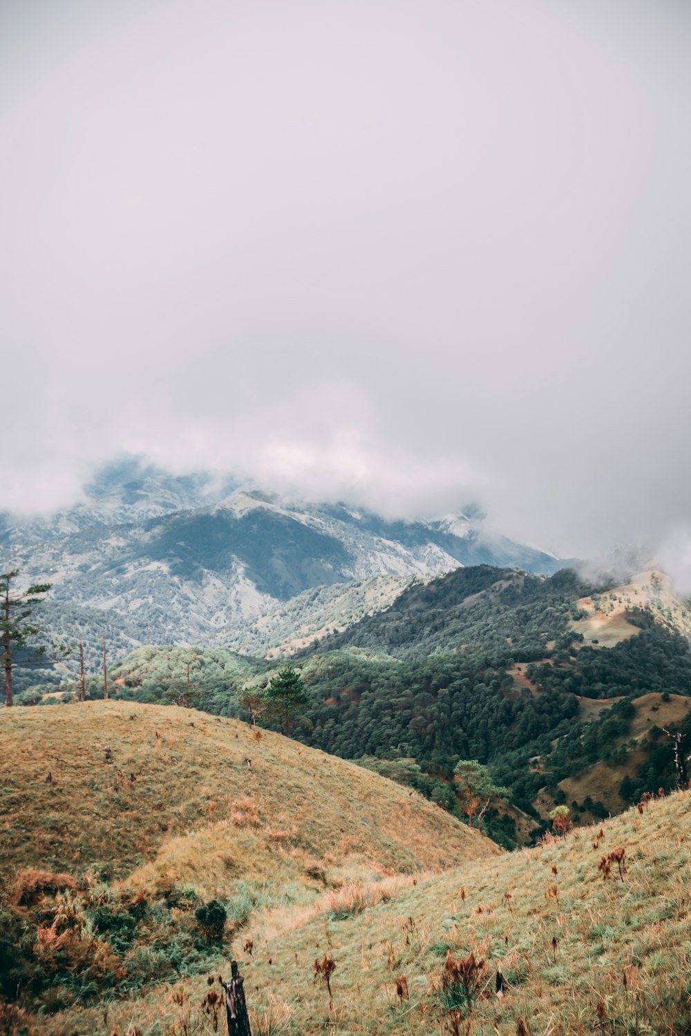 a grassy hill with trees and mountains in the background