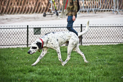 a dog running on grass