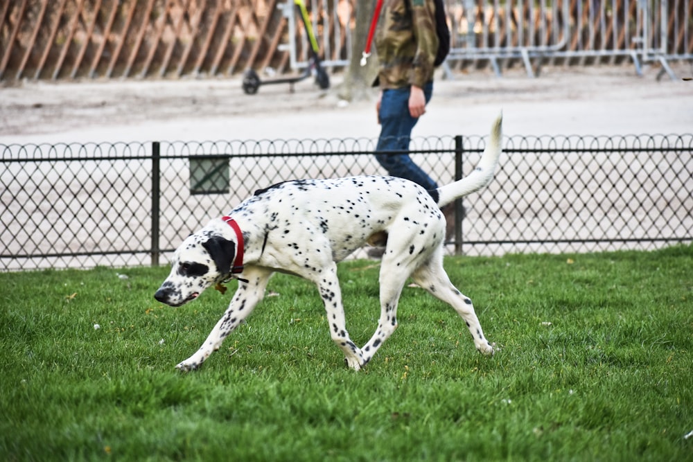 a dog running on grass