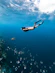 A woman snorkeling with a school of fish